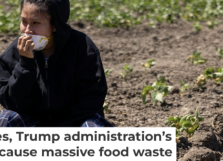 A person sits in a field of crops after a raid by U.S. immigration agents. Blake Fagan/AFP via Getty Images